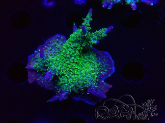 WYSIWYG- RAH Acropora Purple Haze 5B6