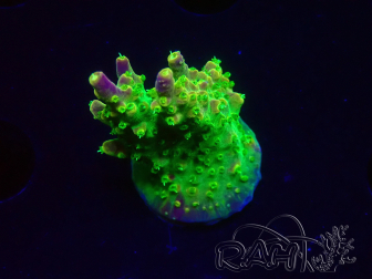 WYSIWYG MH Acropora natalensis 5C1