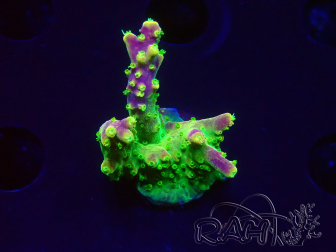 WYSIWYG MH Acropora natalensis 5C2