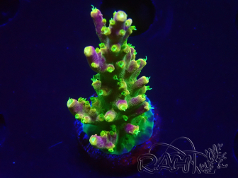 WYSIWYG MH  Acropora natalensis 5C3