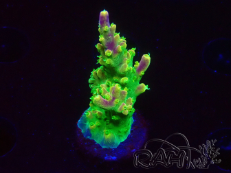 WYSIWYG MH Acropora natalensis 5C4