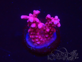 WYSIWYG RAH Acropora ballerina 5C7