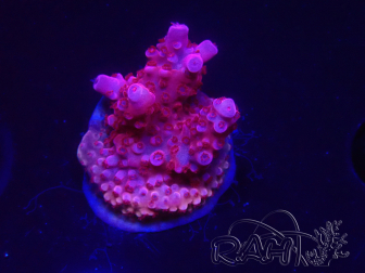 WYSIWYG RAH Acropora ballerina 5C9