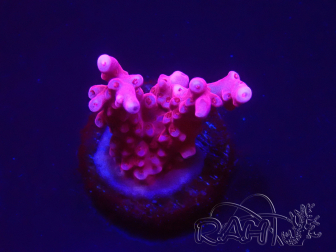 WYSIWYG RAH Acropora ballerina 5C10