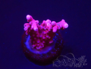 WYSIWYG RAH Acropora ballerina 5C10