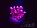 WYSIWYG RAH Acropora ballerina 5C11