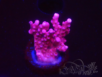 WYSIWYG RAH Acropora ballerina 5C10