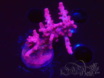 WYSIWYG RAH Acropora Ghost Town 5D1