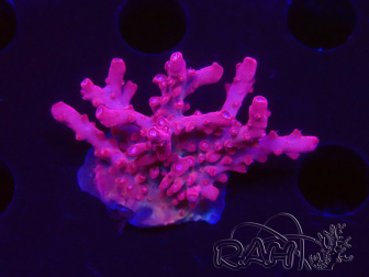 WYSIWYG RAH Acropora Ghost Town 5D2