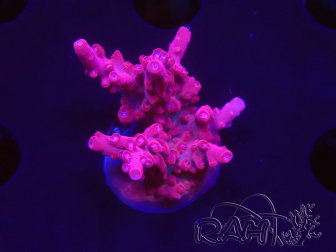 WYSIWYG RAH Acropora Ghost Town 5D3