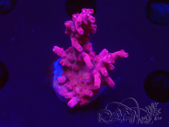 WYSIWYG RAH Acropora Ghost Town 5D4