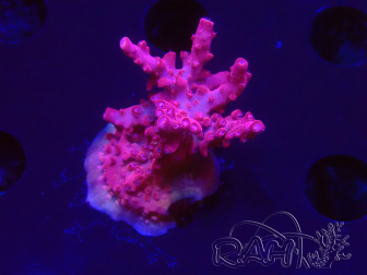 WYSIWYG RAH Acropora Ghost Town 5D5