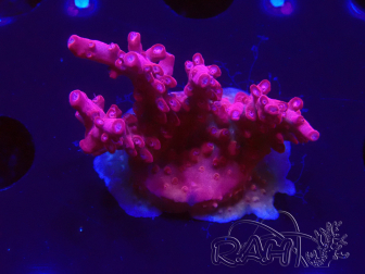 WYSIWYG RAH Acropora Ghost Town 5D6