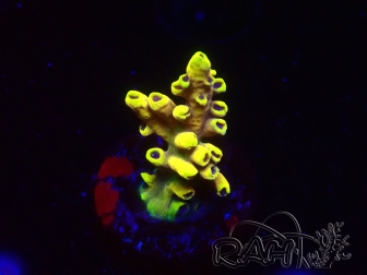 WYSIWYG RAH Acropora Pink Floyd 5D7
