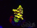 WYSIWYG RAH Acropora Pink Floyd 5D7