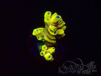 WYSIWYG RAH Acropora Pink Floyd 5D9