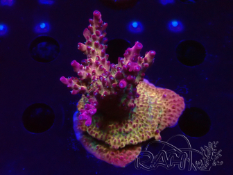 WYSIWYG LR Acropora Gold Dust 5D11