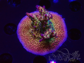 WYSIWYG LR Acropora Gold Dust 5D12