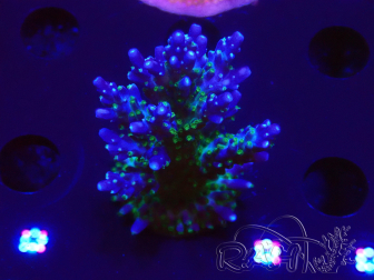 WYSIWYG RAH Acropora Blue Lagoon 5E1