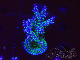 WYSIWYG RAH Acropora Blue Lagoon 5E2
