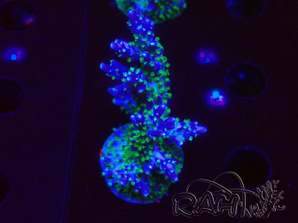 WYSIWYG RAH Acropora Blue Lagoon 5E4