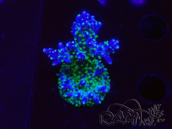 WYSIWYG RAH Acropora Blue Lagoon 5E5