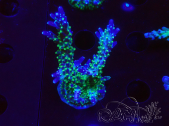 WYSIWYG RAH Acropora Blue Lagoon 5E6