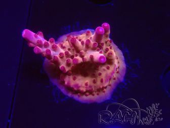WYSIWYG RAH Acropora Sunset Boulevard 5E7