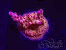 WYSIWYG RAH Acropora Sunset Boulevard 5E7