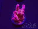 WYSIWYG RAH Acropora Sunset Boulevard 5E8