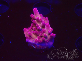 WYSIWYG RAH Acropora Sunset Boulevard 5E9