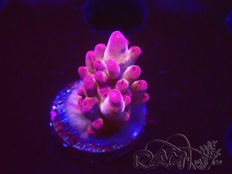 WYSIWYG RAH Acropora Sunset Boulevard 5E10