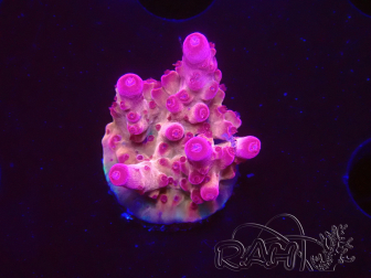 WYSIWYG RAH Acropora Sunset Boulevard 5E11