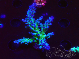 WYSIWYG - RAH Acropora tortuosa 5F1