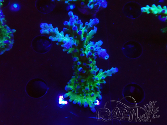 WYSIWYG - RAH Acropora tortuosa 5F2