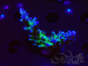 WYSIWYG - RAH Acropora tortuosa 5F3