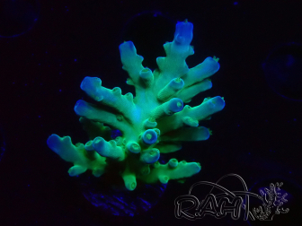 WYSIWYG RAH Acropora austera teal 5F7