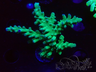WYSIWYG RAH Acropora austera teal 5F8