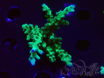 WYSIWYG RAH Acropora austera teal 5F10