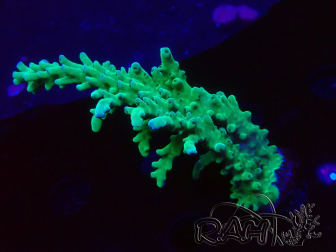 WYSIWYG RAH Acropora austera teal 5F11