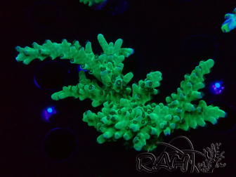 WYSIWYG RAH Acropora austera teal 5F12