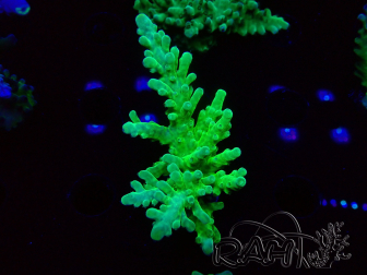 WYSIWYG RAH Acropora austera Yellow 5G1