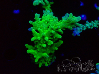 WYSIWYG RAH Acropora austera Yellow 5G2