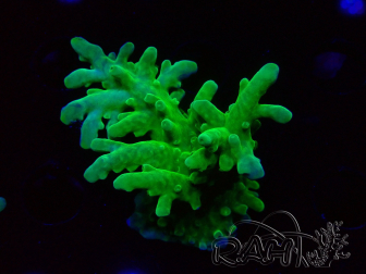 WYSIWYG RAH Acropora austera Yellow 5G3