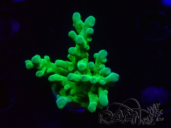 WYSIWYG RAH Acropora austera Yellow 5G4