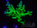WYSIWYG RAH Acropora austera Yellow 5G5