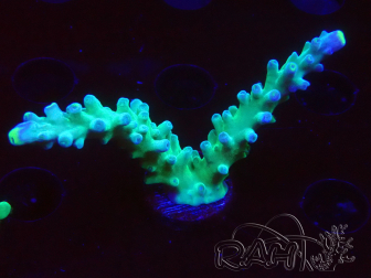 WYSIWYG LR Acropora austera Yellow Tips 5G7