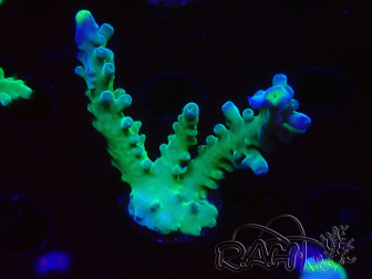 WYSIWYG LR Acropora austera Yellow Tips 5G8