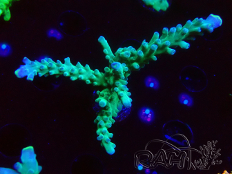 WYSIWYG LR Acropora austera Yellow Tips 5G9