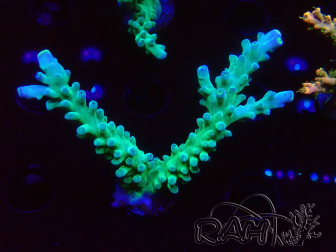 WYSIWYG LR Acropora austera Yellow Tips 5G10